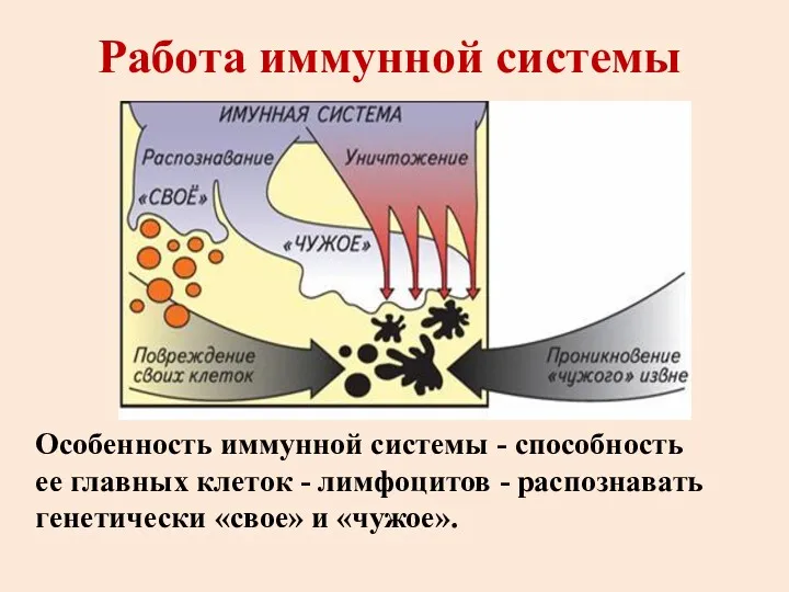 Работа иммунной системы Особенность иммунной системы - способность ее главных