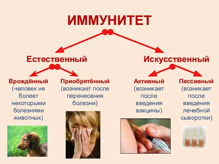 ИММУНИТЕТ Естественный Врождённый (человек не болеет некоторыми болезнями животных) Приобретённый