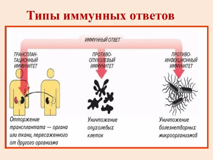 Типы иммунных ответов