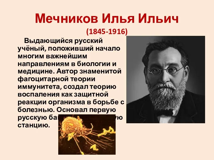 Мечников Илья Ильич (1845-1916) Выдающийся русский учёный, положивший начало многим