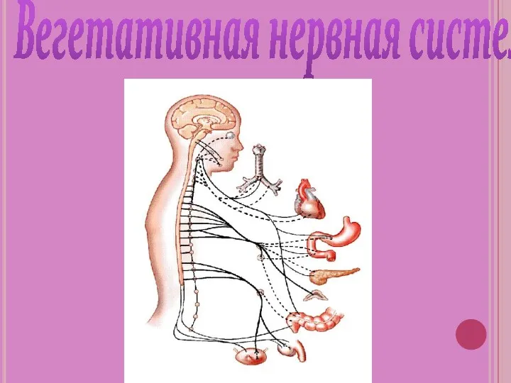 Вегетативная нервная система