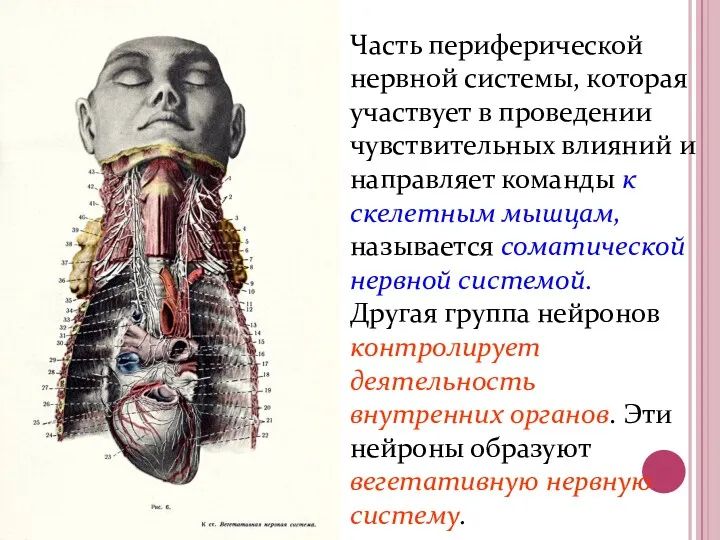 Часть периферической нервной системы, которая участвует в проведении чувствительных влияний