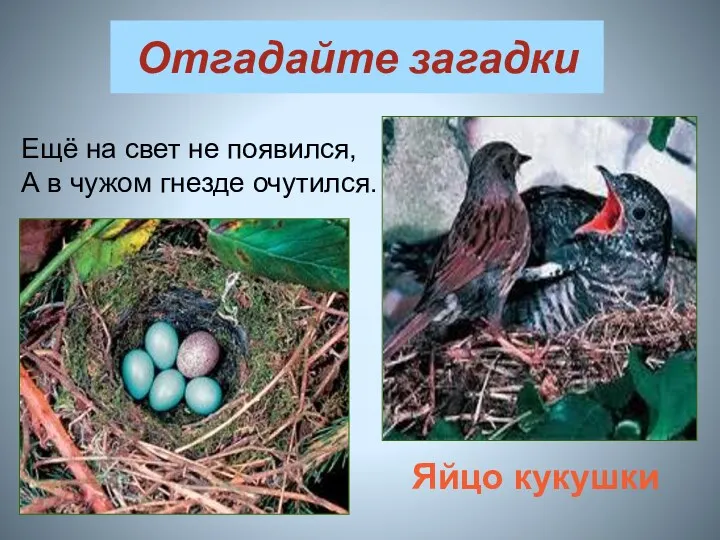 Отгадайте загадки Яйцо кукушки Ещё на свет не появился, А в чужом гнезде очутился.
