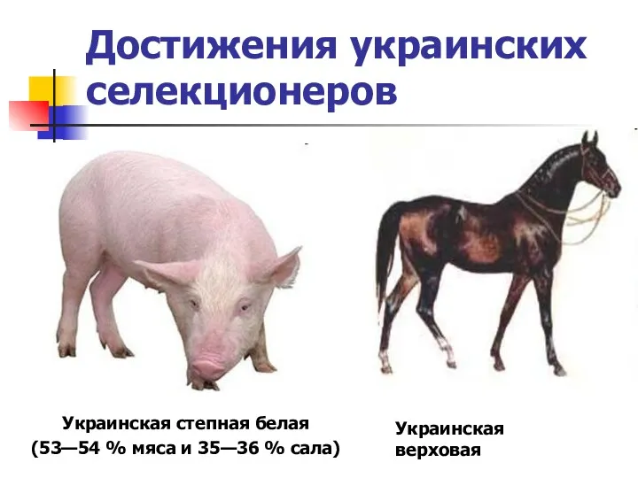 Достижения украинских селекционеров Украинская степная белая (53—54 % мяса и 35—36 % сала) Украинская верховая