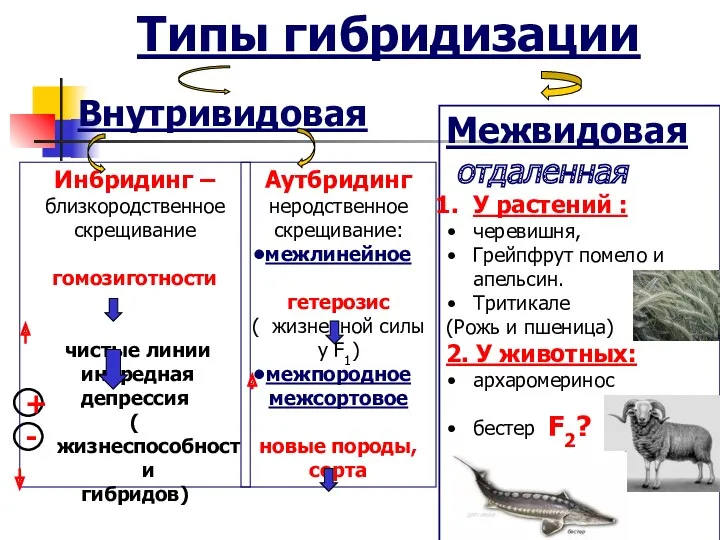 Типы гибридизации Внутривидовая Межвидовая отдаленная У растений : черевишня, Грейпфрут