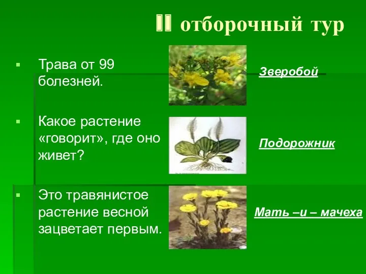 II отборочный тур Трава от 99 болезней. Какое растение «говорит», где оно живет?