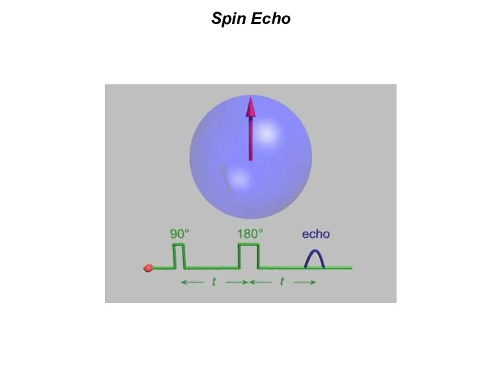 Spin Echo