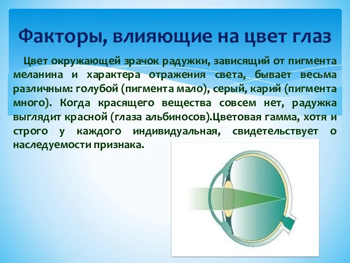 Факторы, влияющие на цвет глаз Цвет окружающей зрачок радужки, зависящий