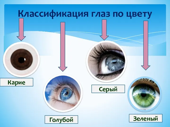 Классификация глаз по цвету Карие Серый Голубой Зеленый