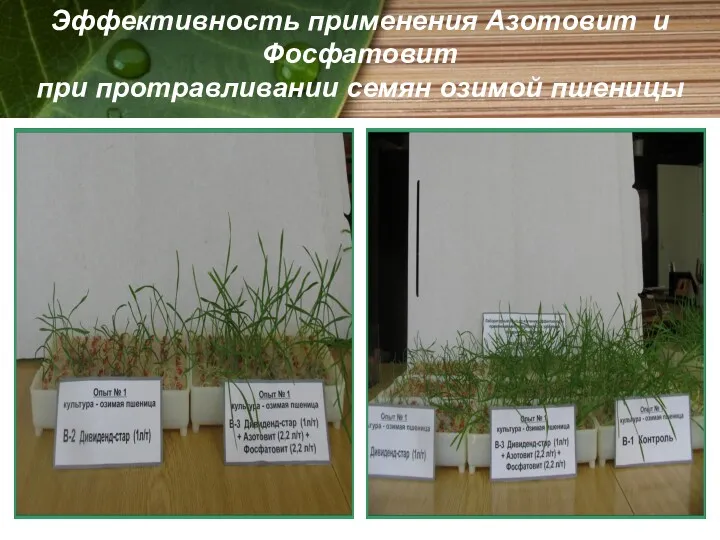Эффективность применения Азотовит и Фосфатовит при протравливании семян озимой пшеницы