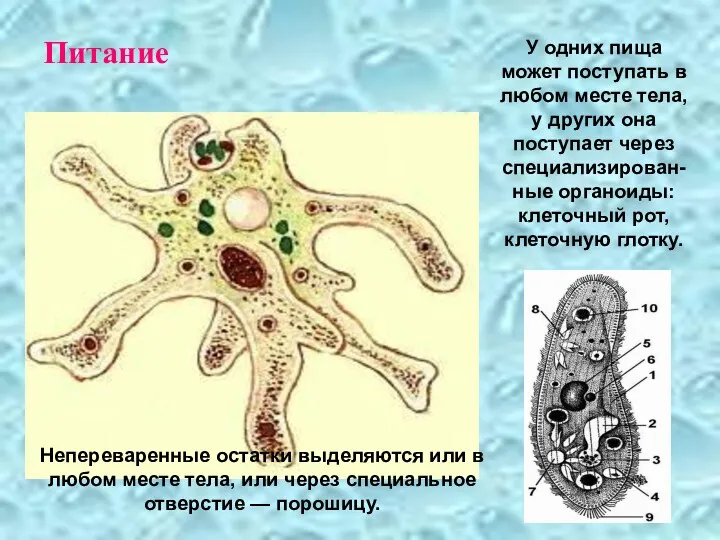 Питание У одних пища может поступать в любом месте тела,