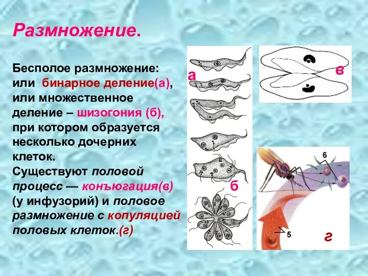 Размножение. Бесполое размножение: или бинарное деление(а), или множественное деление –