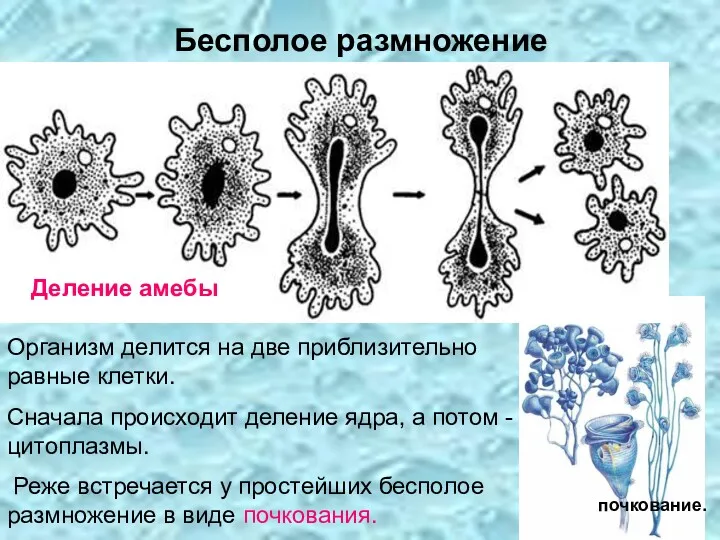 Организм делится на две приблизительно равные клетки. Сначала происходит деление