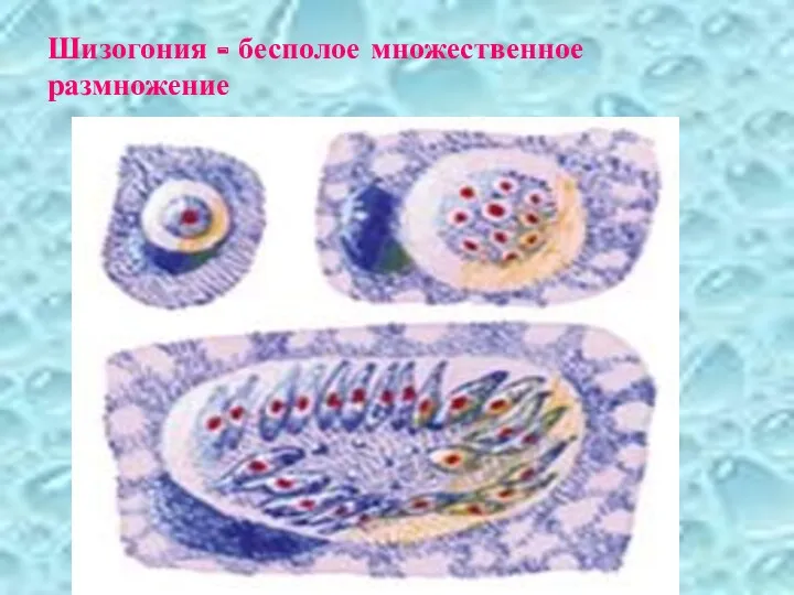 Шизогония - бесполое множественное размножение