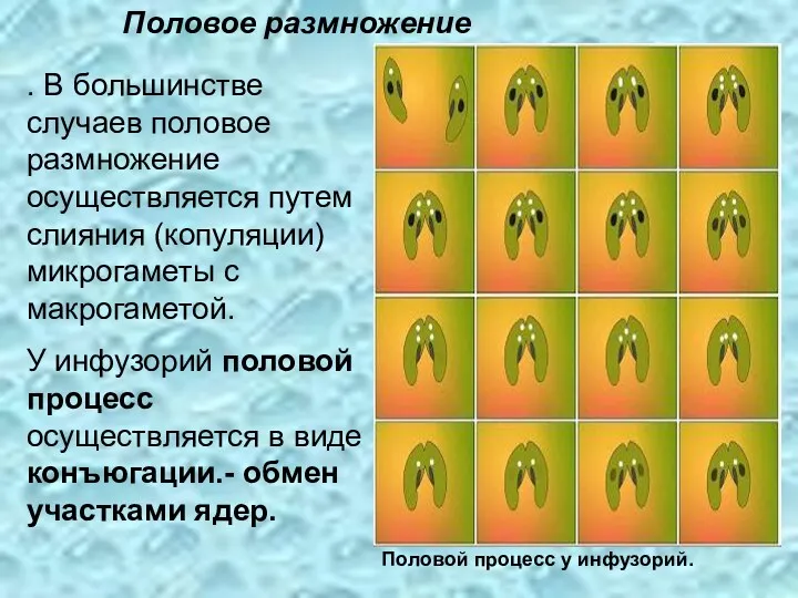 . В большинстве случаев половое размножение осуществляется путем слияния (копуляции)