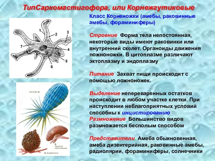 Класс Корненожки (амебы, раковинные амебы, фораминиферы) Строение. Форма тела непостоянная,