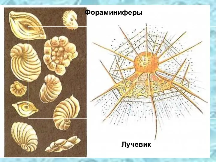 Фораминиферы Лучевик