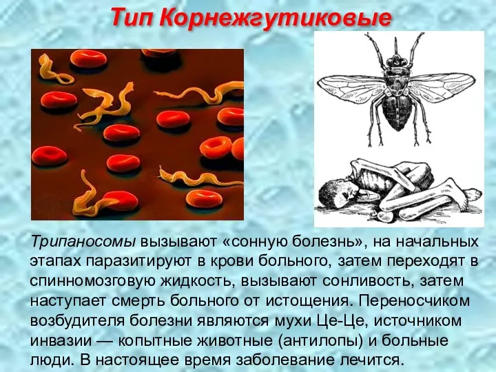 Трипаносомы вызывают «сонную болезнь», на начальных этапах паразитируют в крови