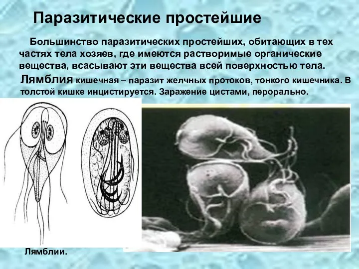 Большинство паразитических простейших, обитающих в тех частях тела хозяев, где