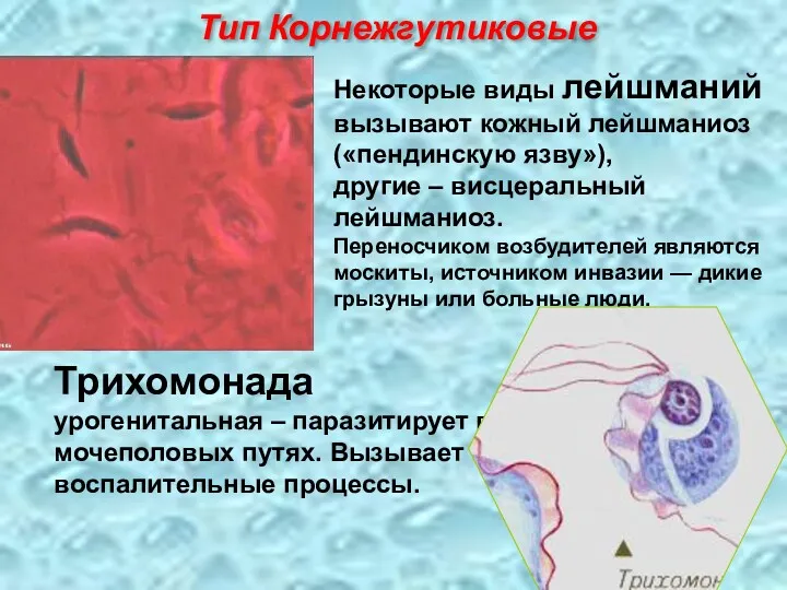 Трихомонада урогенитальная – паразитирует в мочеполовых путях. Вызывает воспалительные процессы.