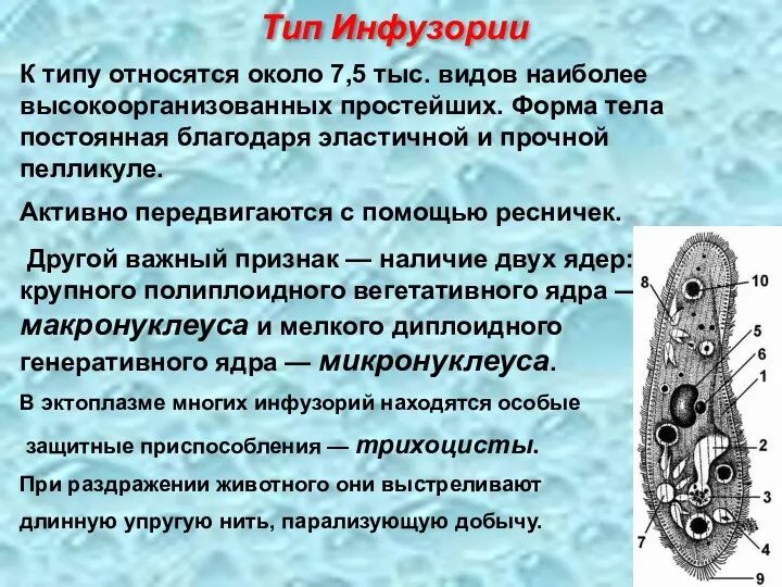 К типу относятся около 7,5 тыс. видов наиболее высокоорганизованных простейших.