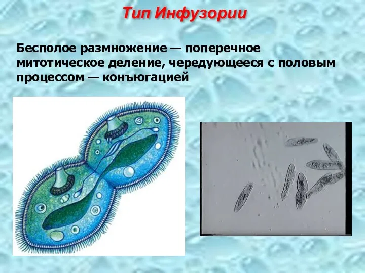 Бесполое размножение — поперечное митотическое деление, чередующееся с половым процессом — конъюгацией Тип Инфузории