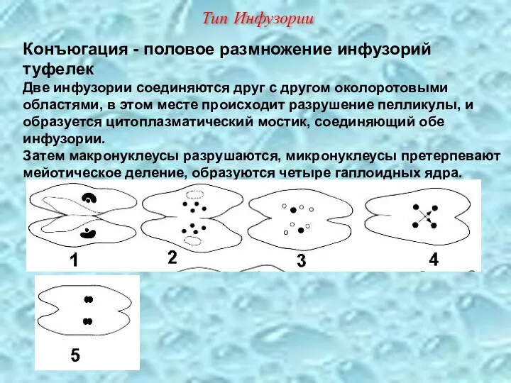 Конъюгация - половое размножение инфузорий туфелек Две инфузории соединяются друг