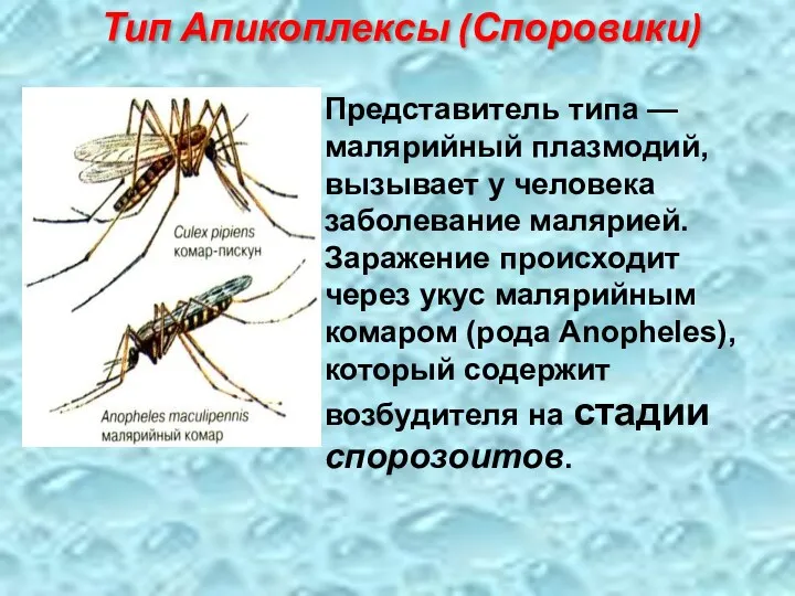 Представитель типа — малярийный плазмодий, вызывает у человека заболевание малярией.