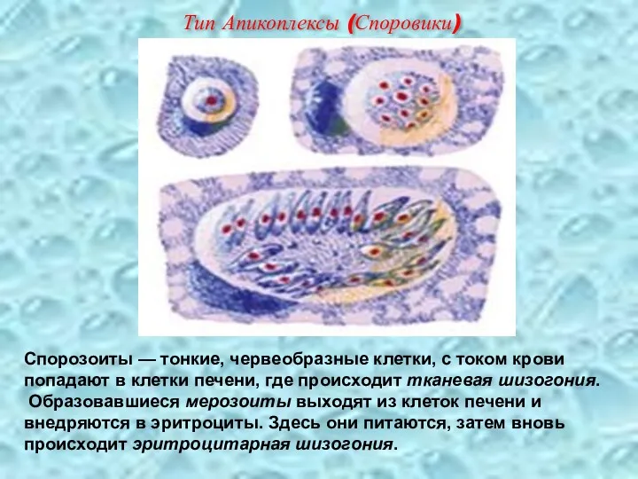 Спорозоиты — тонкие, червеобразные клетки, с током крови попадают в