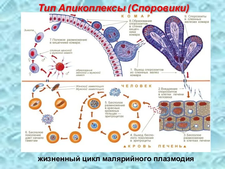 Тип Апикоплексы (Споровики) жизненный цикл малярийного плазмодия