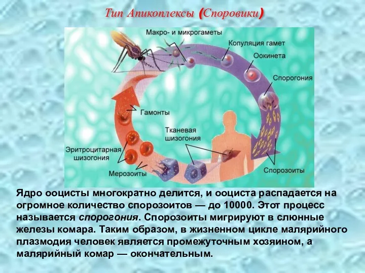 Ядро ооцисты многократно делится, и ооциста распадается на огромное количество