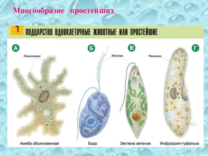 Многообразие простейших