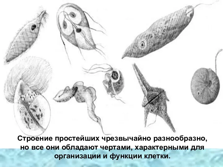 Строение простейших чрезвычайно разнообразно, но все они обладают чертами, характерными для организации и функции клетки.