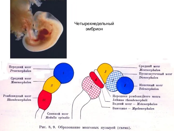 Четырехнедельный эмбрион