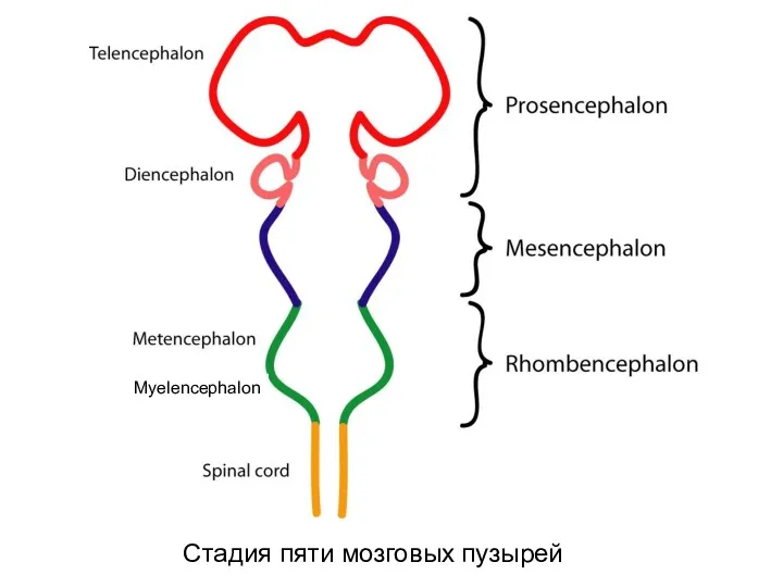 Стадия пяти мозговых пузырей Myelencephalon