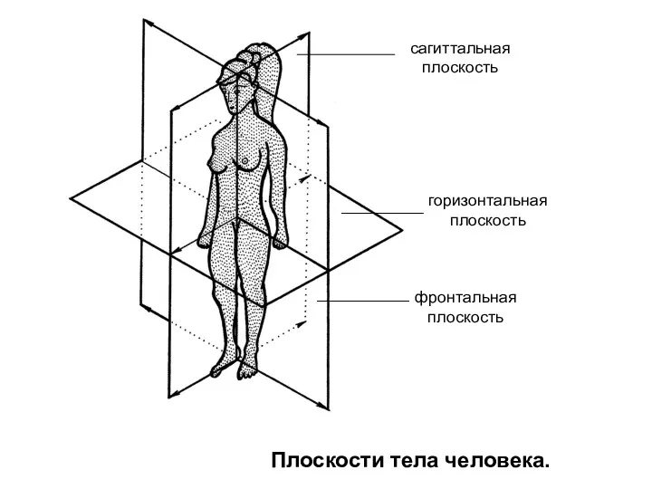 фронтальная плоскость горизонтальная плоскость сагиттальная плоскость Плоскости тела человека.