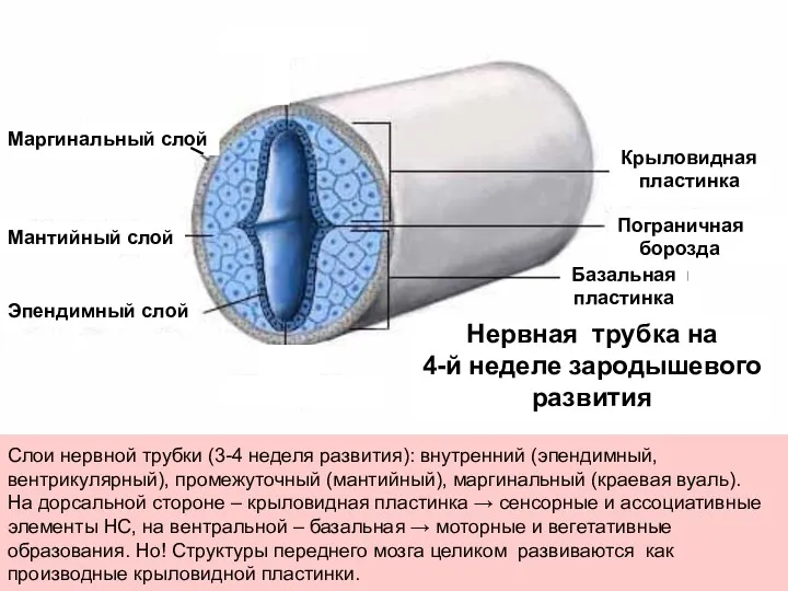 Слои нервной трубки (3-4 неделя развития): внутренний (эпендимный, вентрикулярный), промежуточный