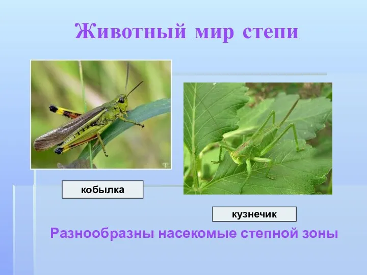 Животный мир степи Разнообразны насекомые степной зоны кобылка кузнечик
