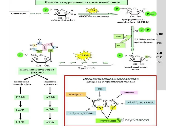 В синтезе пуринового ядра в пуриновых основаниях принимают участие аминокислоты глицин, аспарагин и