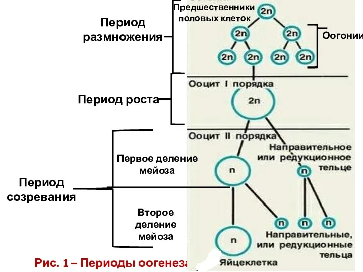 Период размножения Рис. 1 – Периоды оогенеза Период роста Период созревания Первое деление