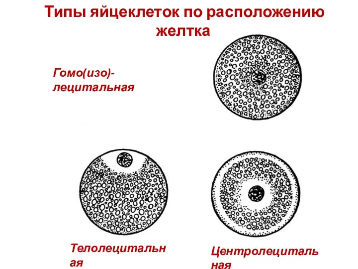 Типы яйцеклеток по расположению желтка Телолецитальная Гомо(изо)- лецитальная Центролецитальная