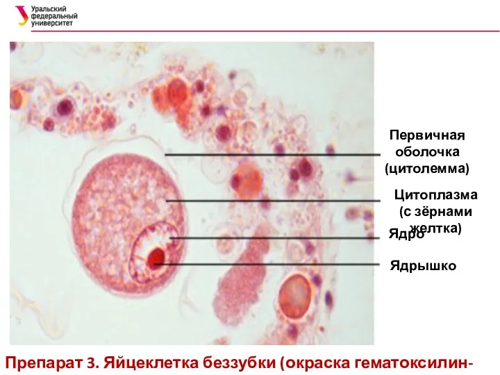 Первичная оболочка (цитолемма) Цитоплазма (с зёрнами желтка) Ядро Ядрышко Препарат 3. Яйцеклетка беззубки (окраска гематоксилин-эозином)