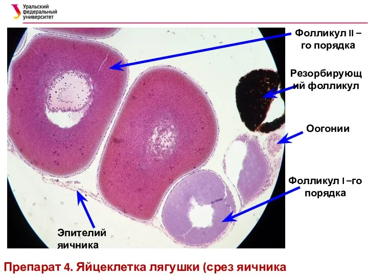 Препарат 4. Яйцеклетка лягушки (срез яичника лягушки) Фолликул II –го