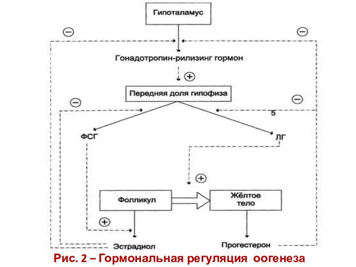 Рис. 2 – Гормональная регуляция оогенеза