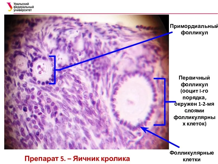 Примордиальный фолликул Первичный фолликул (ооцит I-го порядка, окружен 1-2-мя слоями