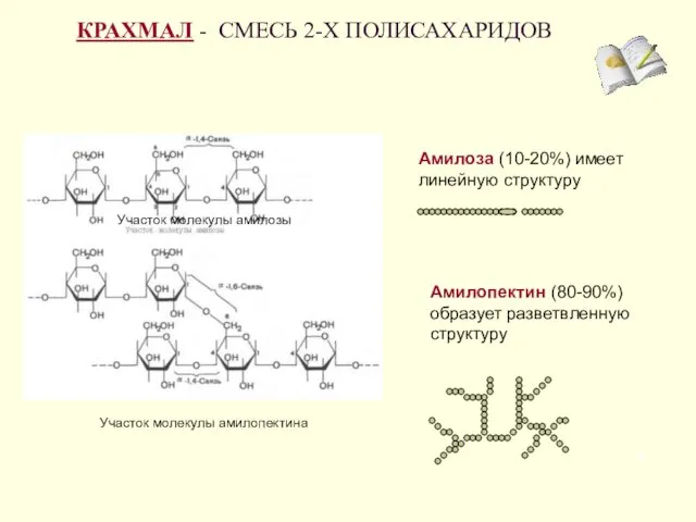 КРАХМАЛ - СМЕСЬ 2-Х ПОЛИСАХАРИДОВ Амилоза (10-20%) имеет линейную структуру