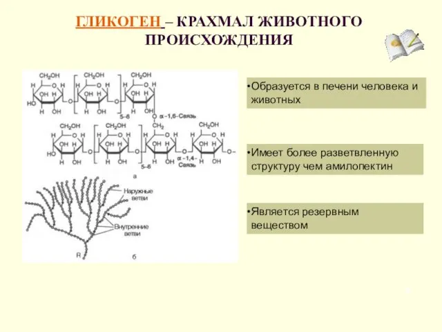 ГЛИКОГЕН – КРАХМАЛ ЖИВОТНОГО ПРОИСХОЖДЕНИЯ Является резервным веществом Образуется в