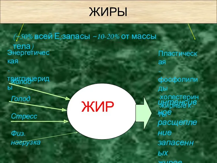 ЖИРЫ Энергетическая -триглицериды Пластическая -фосфолипиды -холестерин -жирные к- ты (~50% всей Е;запасы ~10-20%