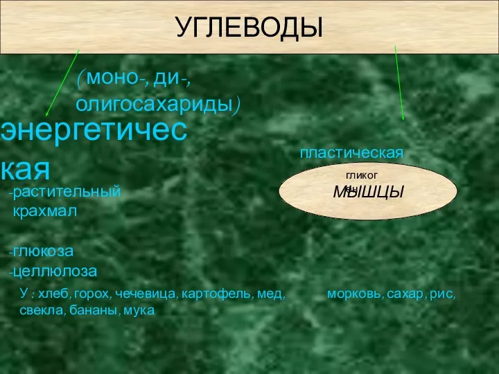 УГЛЕВОДЫ ( моно-, ди-, олигосахариды) энергетическая пластическая растительный крахмал глюкоза целлюлоза МЫШЦЫ гликоген