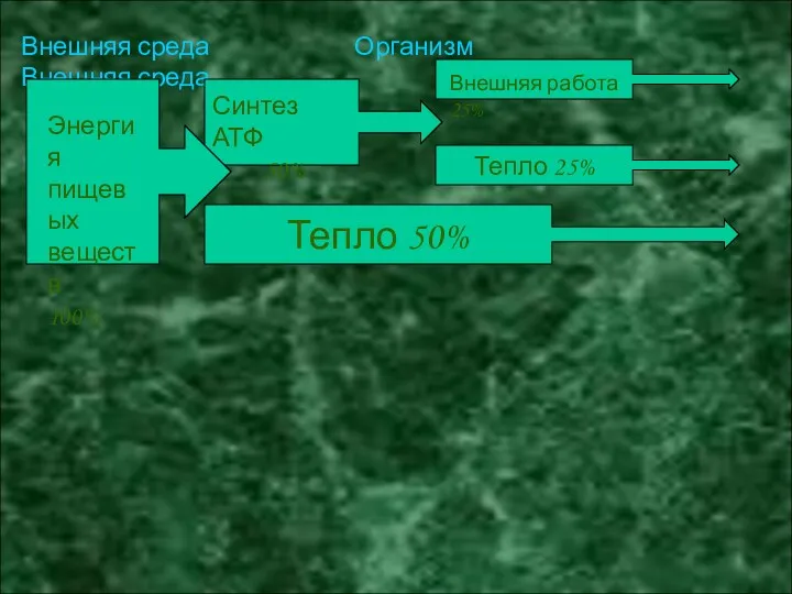 Внешняя среда Организм Внешняя среда Тепло 50% Тепло 25%